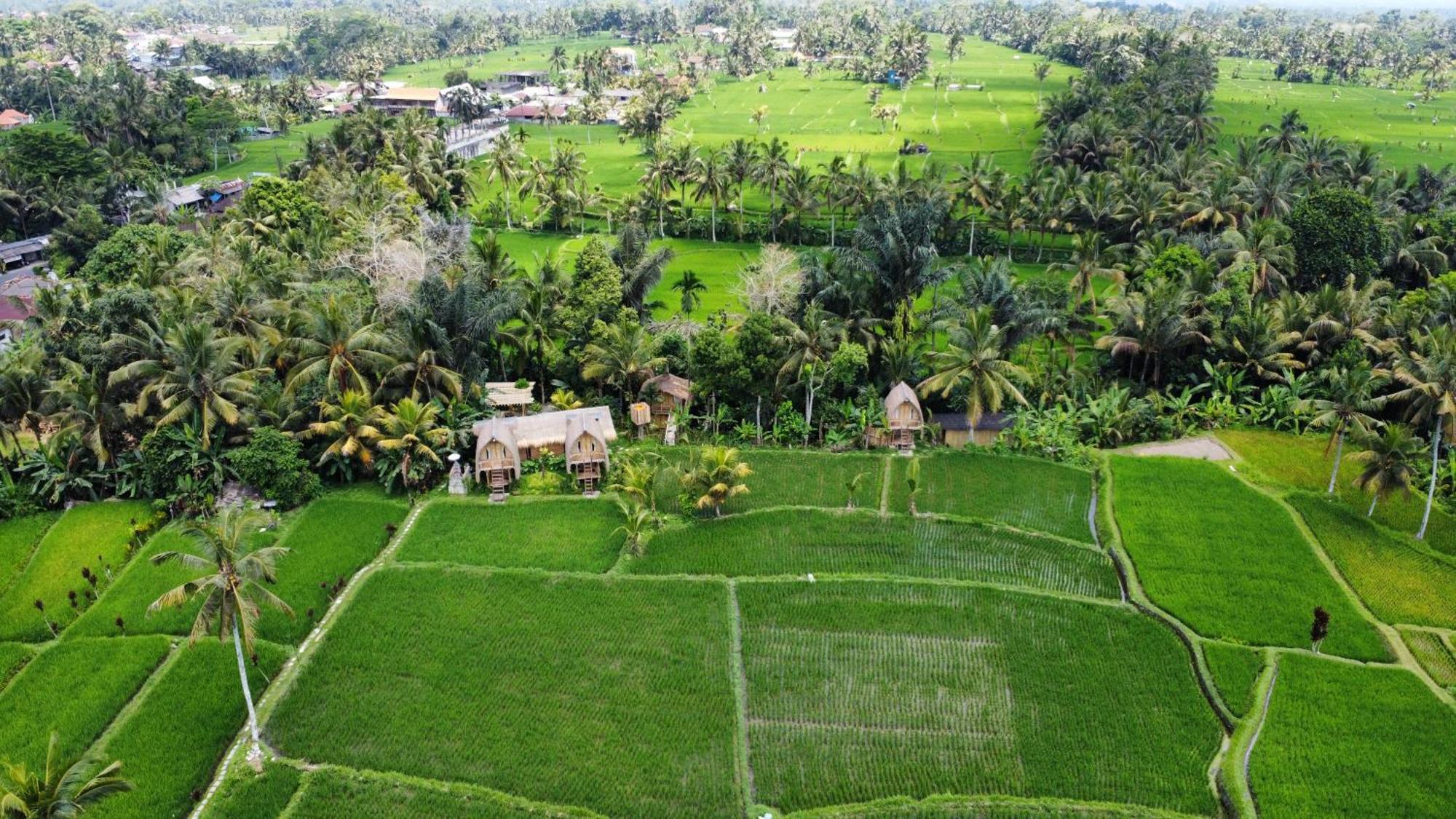 Kawig Bamboo House - Ricefield View, Eco Bamboo Home Tampaksiring Dış mekan fotoğraf