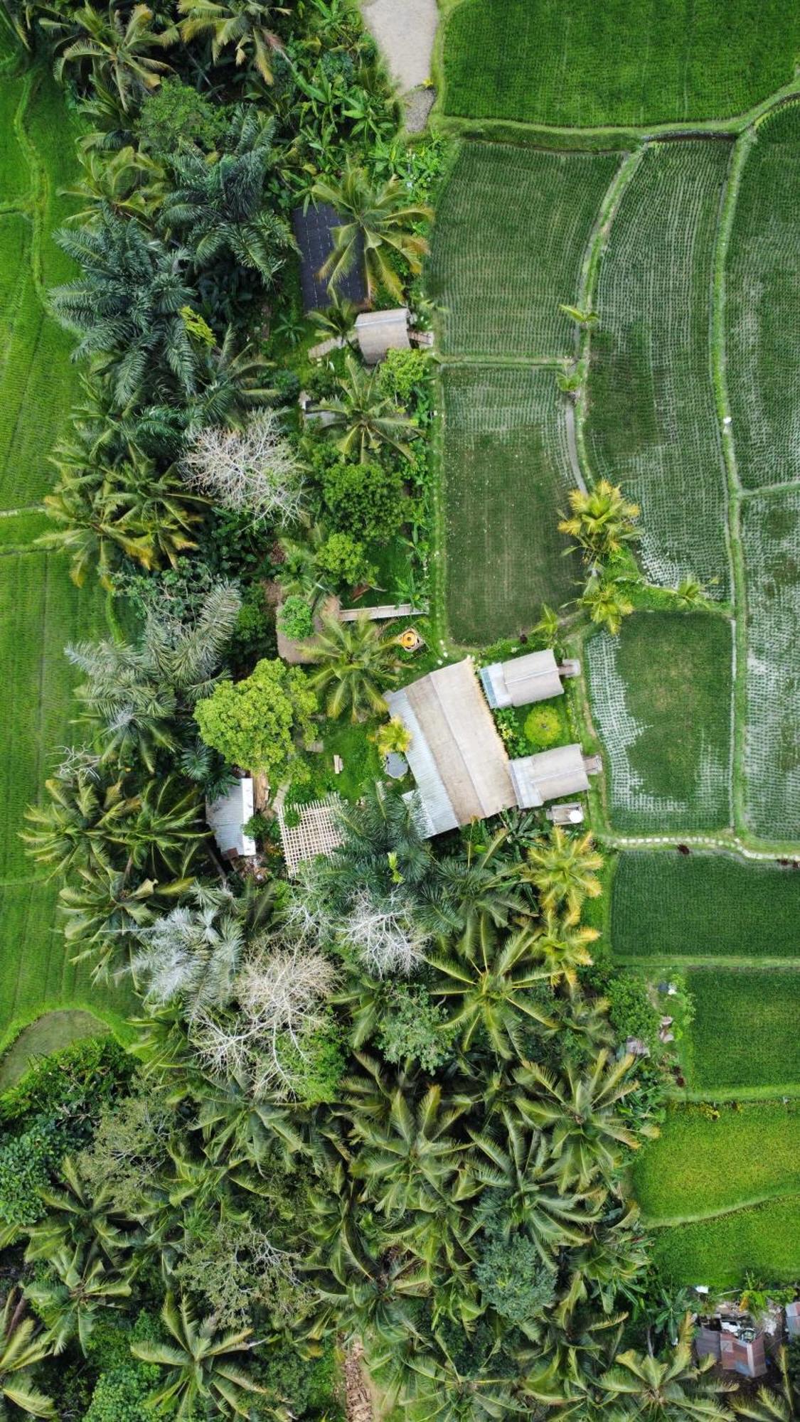 Kawig Bamboo House - Ricefield View, Eco Bamboo Home Tampaksiring Dış mekan fotoğraf